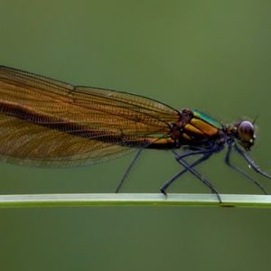 Meet your Posher, Sidney